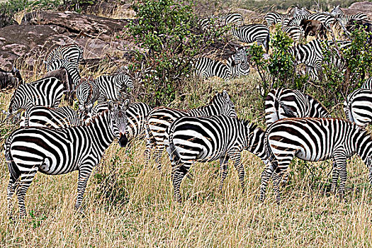 牧群,白氏斑马,马,斑马,树林,马赛马拉国家保护区,肯尼亚