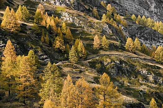 落叶松属植物,靠近,策马特峰,瓦莱,瑞士