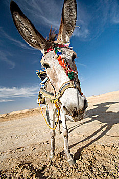 驴,手推车,锡瓦绿洲,埃及,非洲