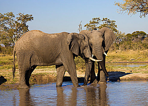 非洲,大象,水坑,乔贝国家公园,博茨瓦纳
