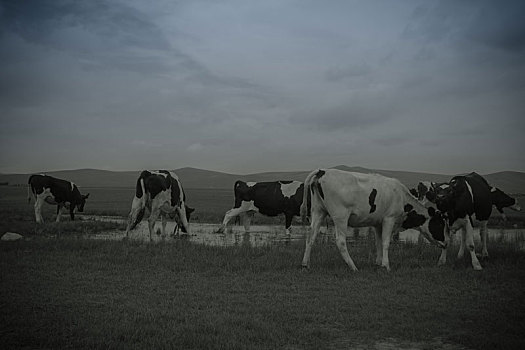 中国内蒙古呼伦贝尔草原景观与牧牛景观