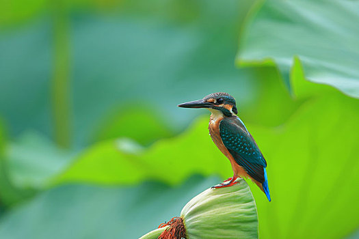 上站,翠鸟