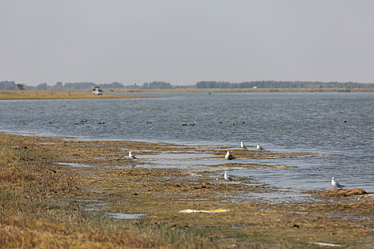 阿古拉湿地鸟类