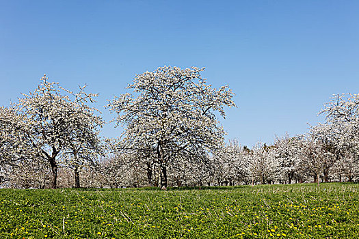樱桃树,开花,甜樱桃,弗兰哥尼阶,瑞士,上弗兰科尼亚,弗兰克尼亚,巴伐利亚,德国,欧洲