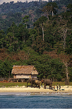 男人,大象,走,海滩,安达曼群岛,印度