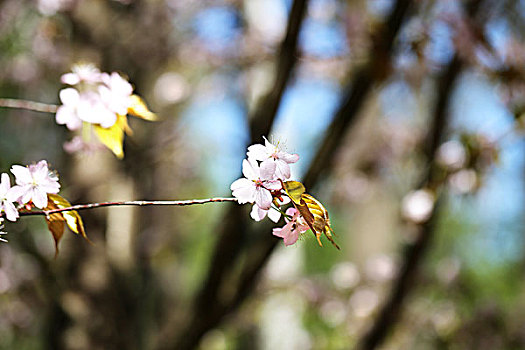 春花,树