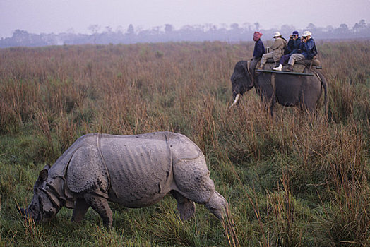 印度,阿萨姆邦,省,卡齐兰加国家公园,犀牛,游客,大象