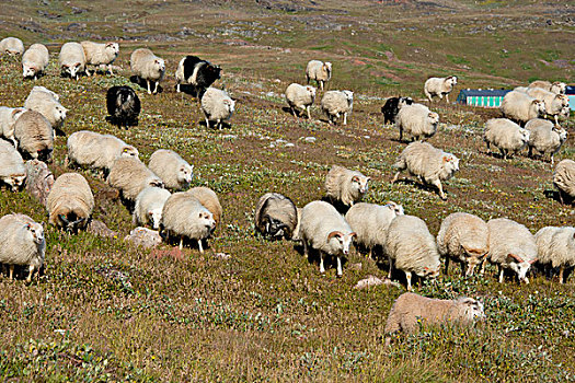 格陵兰,位置,东方,住宅区,绵羊,牧群,收入,大幅,尺寸