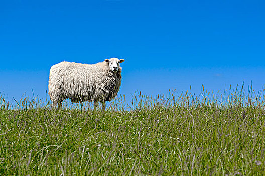 绵羊,站立,堤岸,靠近,石荷州,德国,欧洲