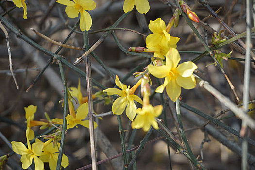 小黄花