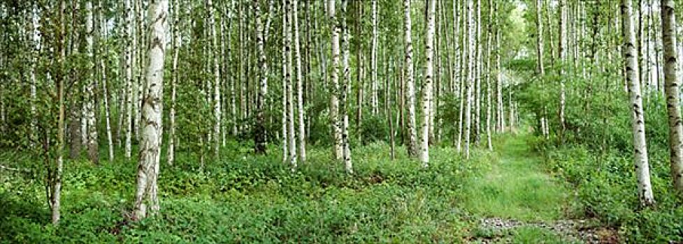 桦树,树林,瑞典