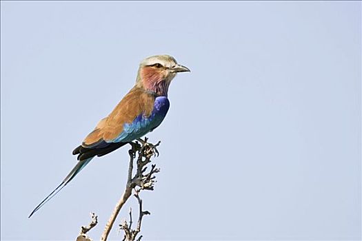 紫胸佛法僧鸟,紫胸佛法僧,埃托沙国家公园,纳米比亚,非洲
