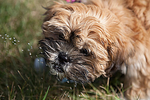 小狗,喝,溅,水滴,艾伯塔省,加拿大
