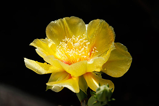 仙人掌开花