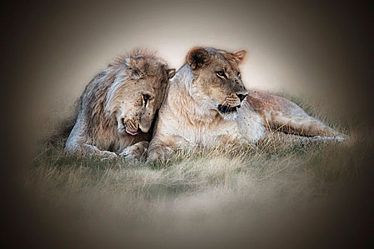 雌狮,儿子,坐,草,博茨瓦纳,非洲,艺术效果