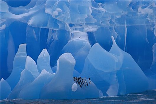帽带企鹅,南极企鹅,群,骑,冰山,威德尔海,南极