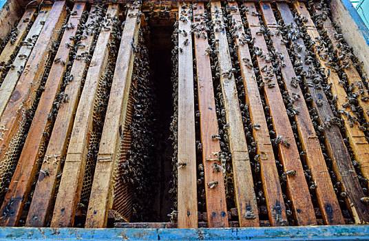 打开,蜂窝,木板,蜜蜂,爬行