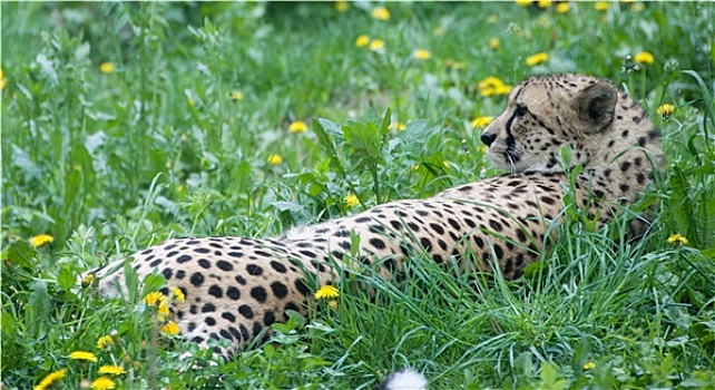 休息,印度豹,维也纳,动物园