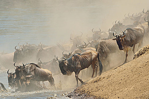 牧群,西部,河边,三角形,马赛马拉国家保护区,肯尼亚,非洲