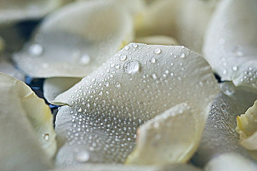 水滴,白色背景,玫瑰花瓣