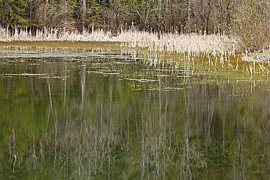 反射,水塘,围绕,芦苇,桑德贝,安大略省,加拿大