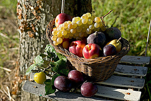 季节,静物,种类,秋天,水果,柳条篮