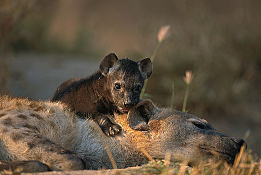 斑鬣狗,幼仔,两个,老,成年,禁猎区,南非