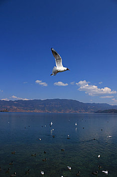 泸沽湖,海鸥