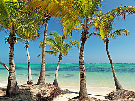 棕榈树,海滩,蓬塔卡纳,多米尼加共和国