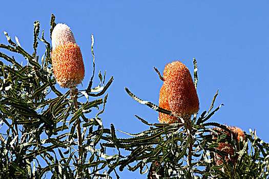 木柴,拔克西木属,野花,西澳大利亚州
