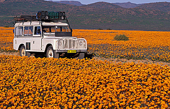 非洲,南非,纳马夸兰,四驱车,雏菊