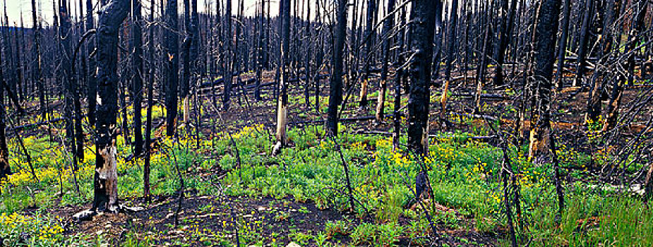 时间,序列,森林火灾,云杉,亚高山,冷杉,2岁,火,省立公园,不列颠哥伦比亚省,图像,2009年