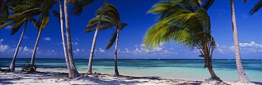 棕榈树,海滩,圣多明各,岛屿,多米尼加共和国,加勒比海