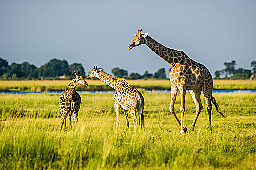 长颈鹿,乔贝国家公园,博茨瓦纳