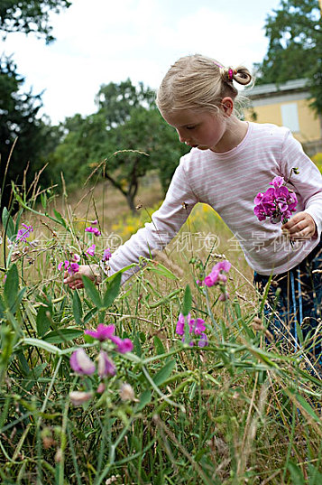小女孩,摘花图片_小女孩,摘花高清图片_全景视觉