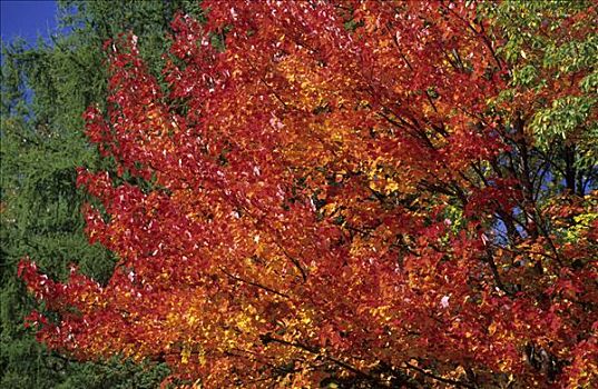 秋天,色彩,枫树,阿第伦达克山,纽约,美国