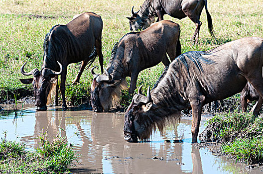 蓝角马,角马,马赛马拉国家保护区,肯尼亚