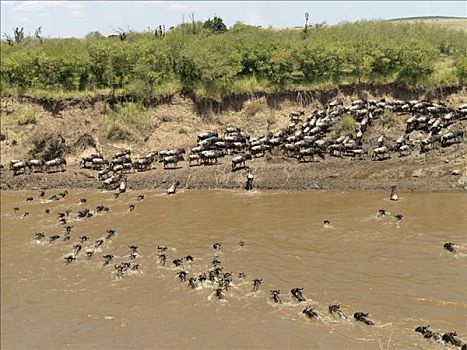 角马,游泳,马拉河,迁徙,马塞马拉野生动物保护区,肯尼亚