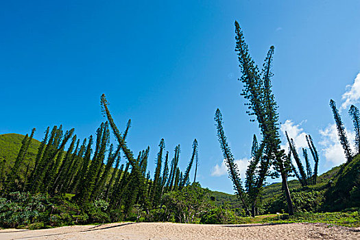 松树,湾,西部,海岸,新喀里多尼亚,南太平洋