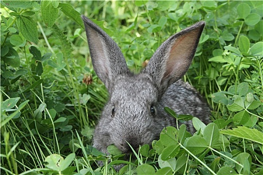 灰色,兔子,三叶草,草坪