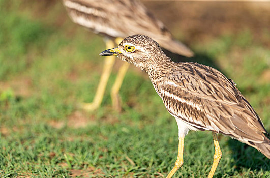 自然状态下在沼泽地觅食的大石鸻鸟