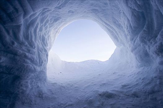 北极熊,暂时,母性,窝,雪中,堆积,加拿大