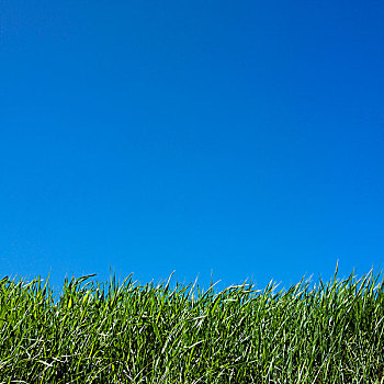 草,蓝天