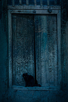 木头门前休息黑色小猫