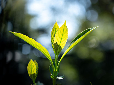 绿色植物嫩芽