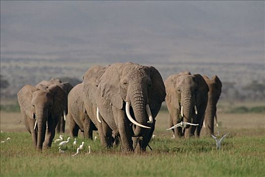非洲象,牧群,安伯塞利国家公园,肯尼亚