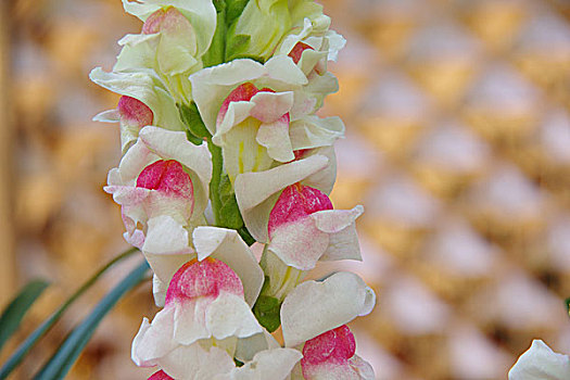 金鱼草图片_金鱼草图片大全_金鱼草图片素材