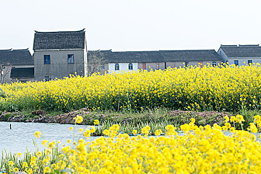 民居与油菜花海