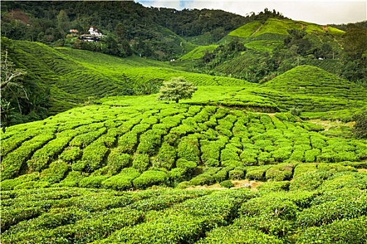 茶园,金马伦高地,马来西亚,亚洲