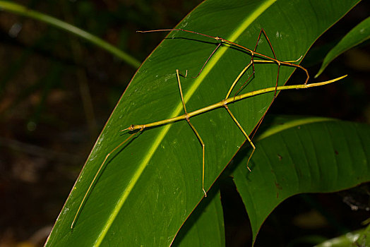 竹节虫,情侣,扁长,叶子,雨林,东海岸,马达加斯加,非洲